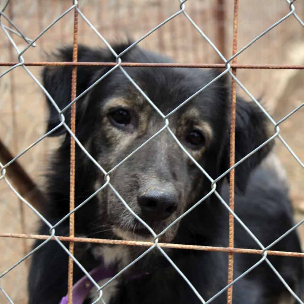 Adopting a rescue dog the first shop seven days