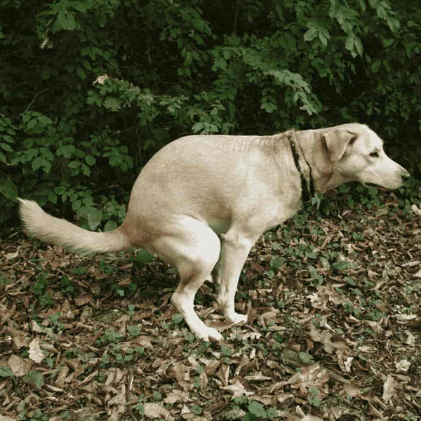 A dog walking in circles before doing a poop