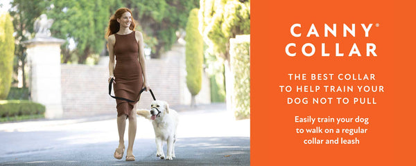 The Canny head harness is the best harness to stop your dog pulling on lead - woman walking dog using the Canny Collar
