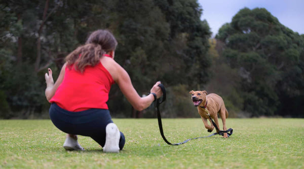 Woman crouching on grass with brown dog running towards her on long leash.