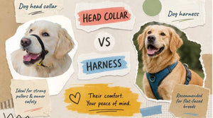 Dog head collar versus dog harness comparison showing a Golden Retriever wearing a head collar and another wearing a harness, with notes on suitability for strong pullers and flat-faced breeds.
