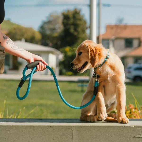Woman holding green dog leash attached to sitting Golden Retriever