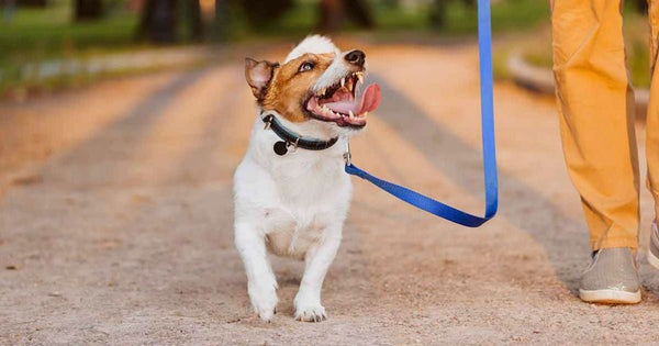 A happy, smiling puppy walking on a leash by his owner's side along a path.