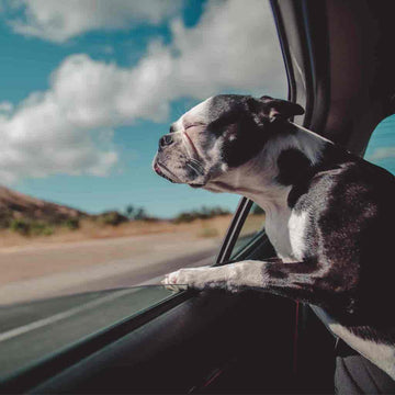 A dog looking out of a car window while moving house