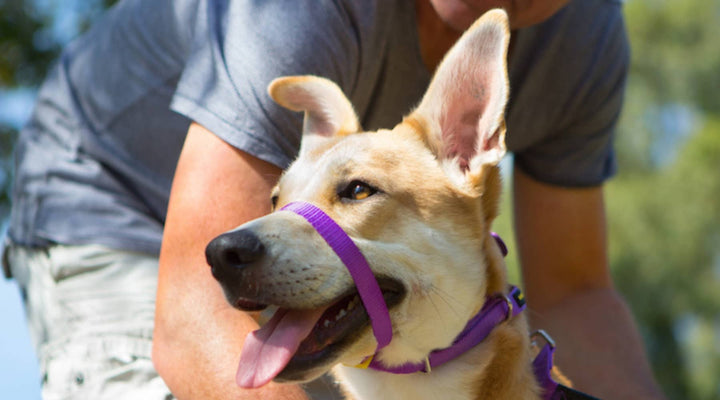 What Is A Dog Head Collar?
