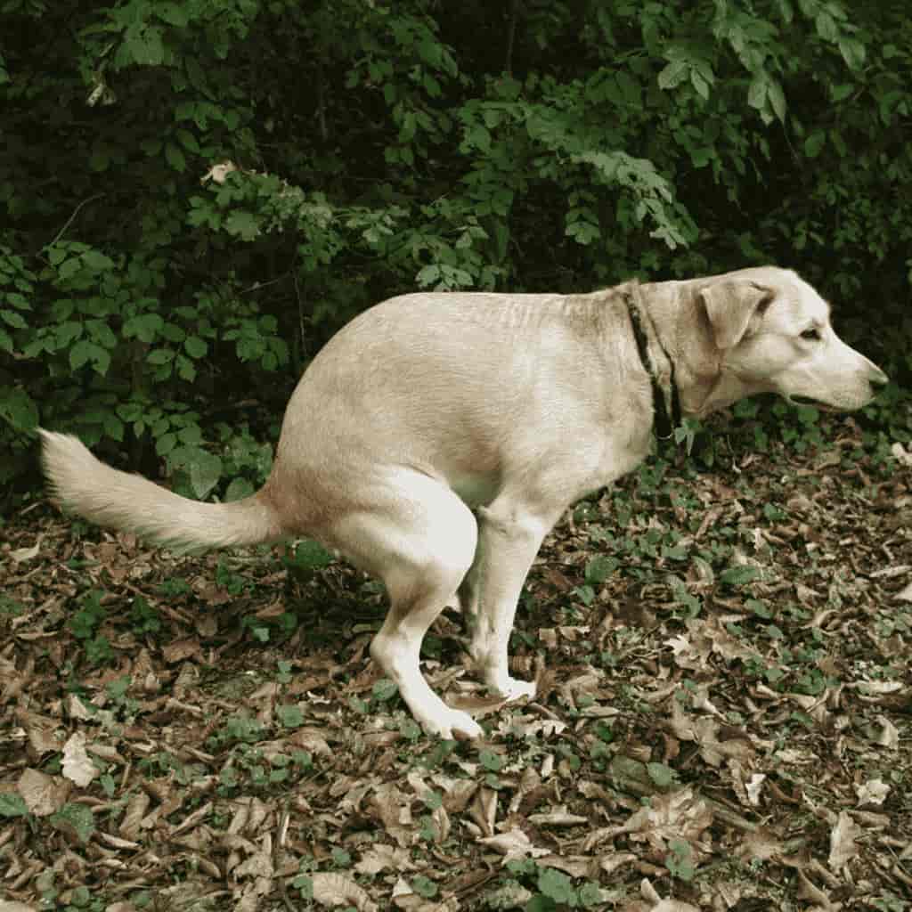 https://www.cannyco.com/cdn/shop/articles/blog_why_dogs_circle_before_poop_1024x1024-min_82769ac7-1698-4868-8304-5f7fb777a94d.jpg?v=1632501995&width=1024
