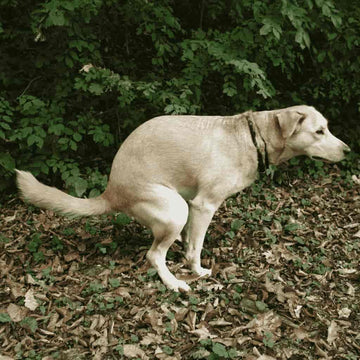 A dog walking in circles before doing a poop