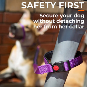 Purple anti-escape leash secured around table leg with buckle in handle, dog in background, without detaching leash from collar.