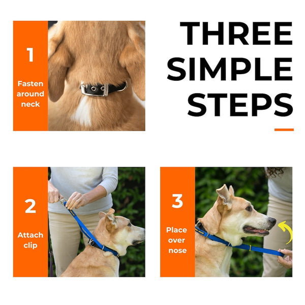 Three-step guide showing how to fit a Canny head collar on a dog: fasten collar buckle, clip leash, place over nose.