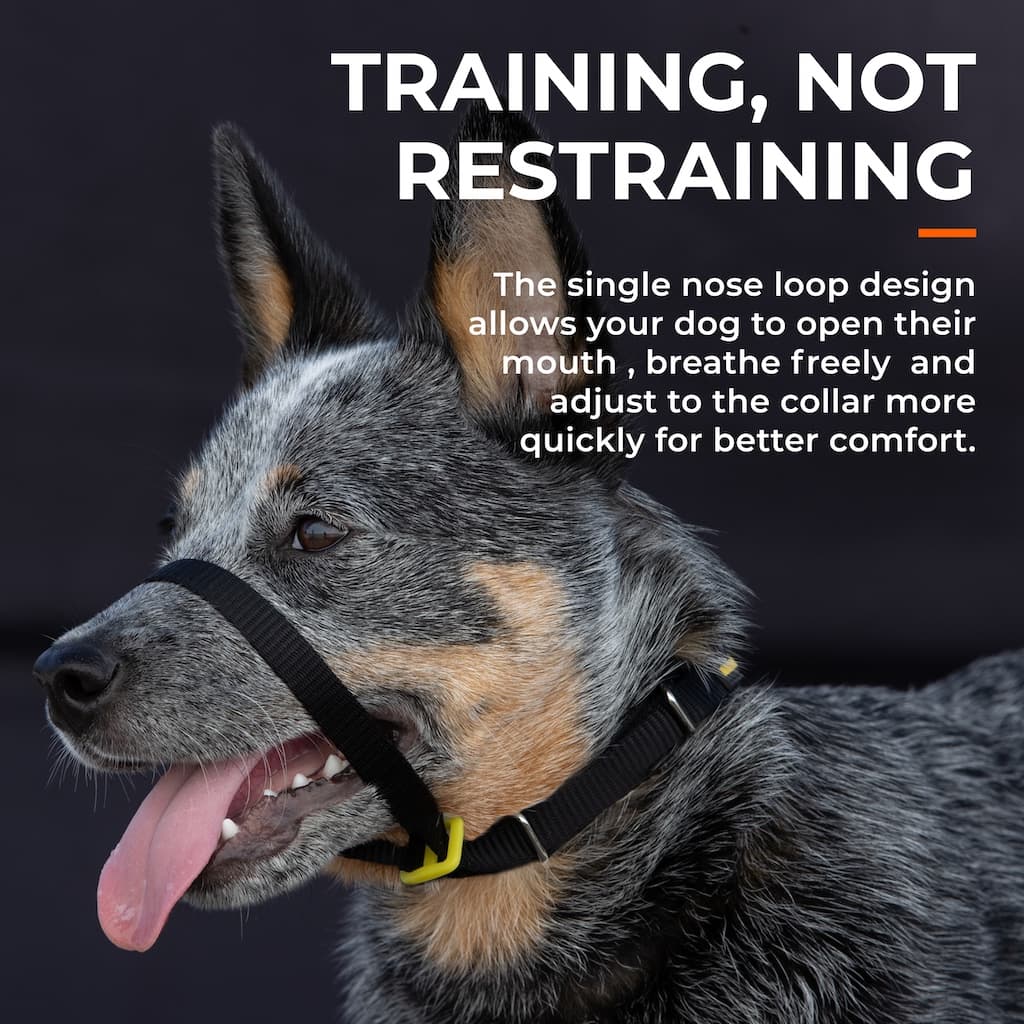 Best Head Collar For Dog Stop Dog From Pulling On Leash best-head-collar-for-dog-stop-dog-from-pulling-on-leash