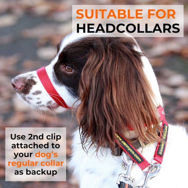 Dog wearing head collar and double-ended dog training leash; second clip shown attached to dog’s collar as a safety backup.