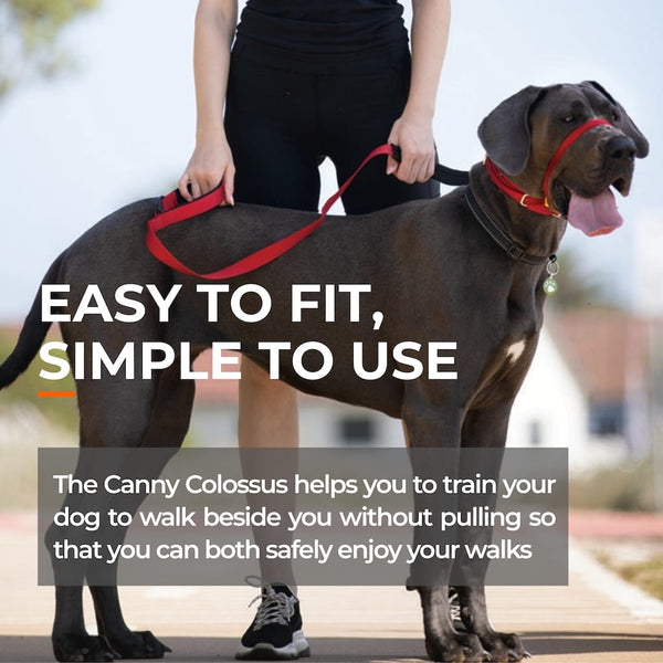 Large breed dog wearing red head collar beside owner, text highlights easy fit and no-pull training for calm walks.