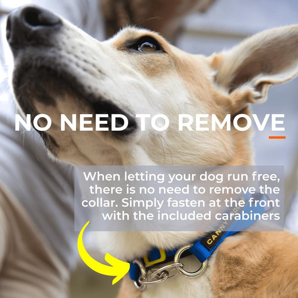 Dog head collar clipped at front with carabiner, showing feature for off-leash use without removing the collar.