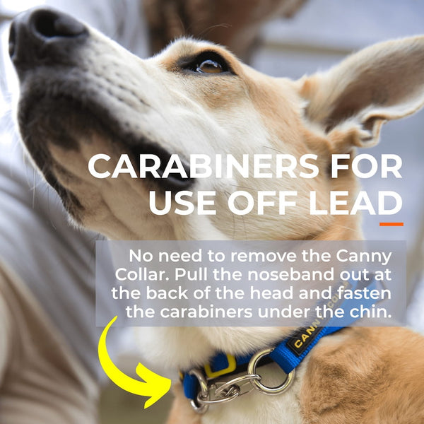 Canny Carabiners [pack of 2]