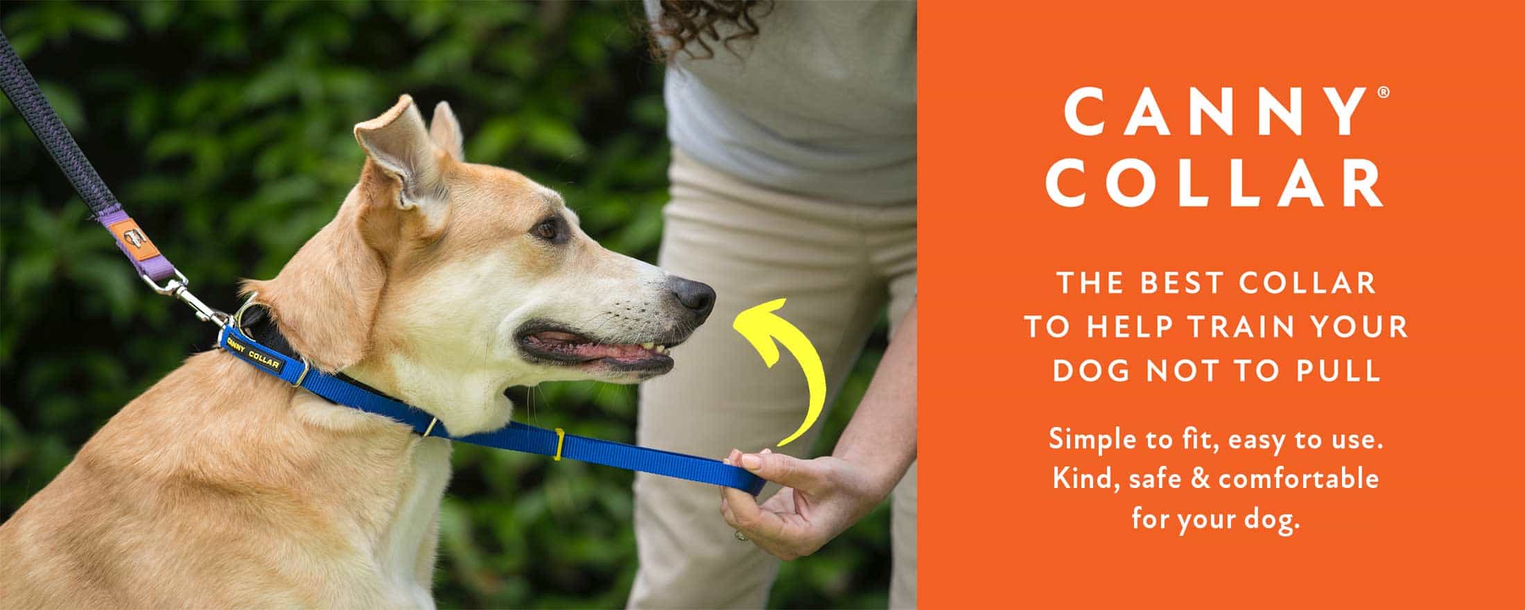 Best dog collars and leashes online