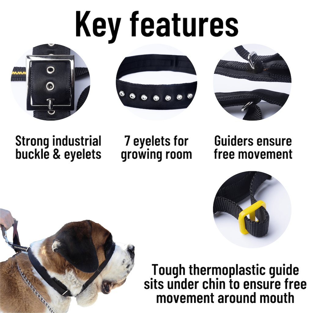 Best collar for big dogs deals that pull