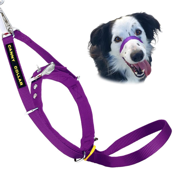 Border Collie dog with mouth open wearing purple Canny Collar head collar